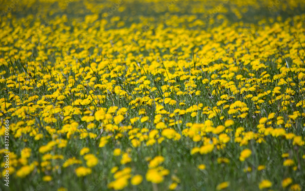 Fototapeta premium Yellow dandelions on the field.