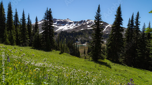 mountain behind trees