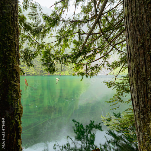 Tree next to emerald lake with forest and mountain