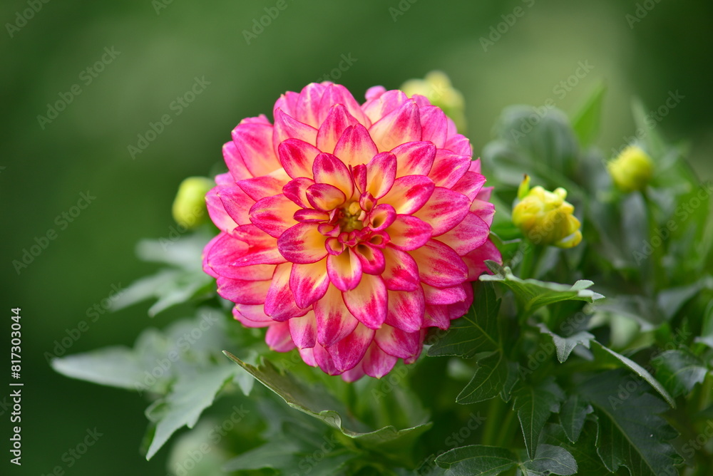 Obraz premium red dahlia flower