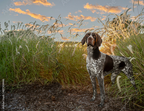Fotografie German Shorthair Pointer standing in pampas grass; german shorthair pointer standing looking regal in grass at sunset