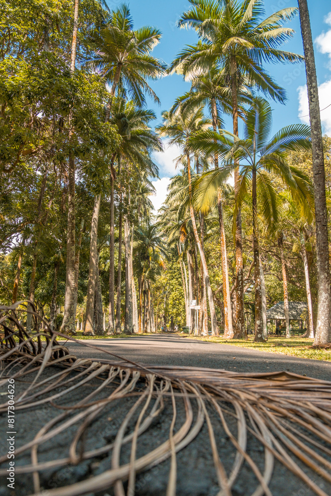 Fototapeta premium Pamplemousse botanical gardens in Mauritius