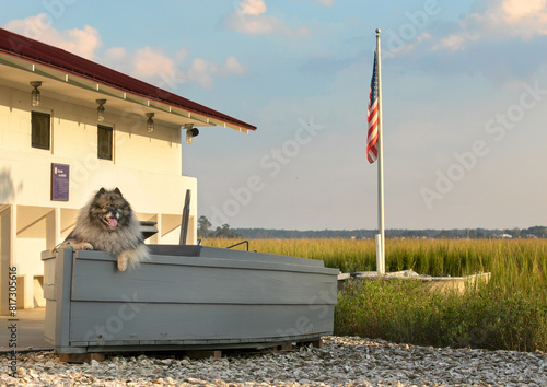 Keeshond resting in boat with arm over edge in front of american flag and marsh photo