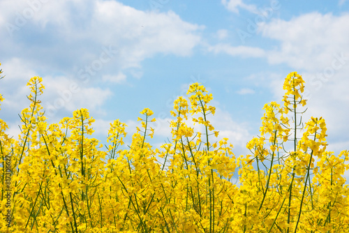 Rapeseed flowers, yellow canola field against blue sky