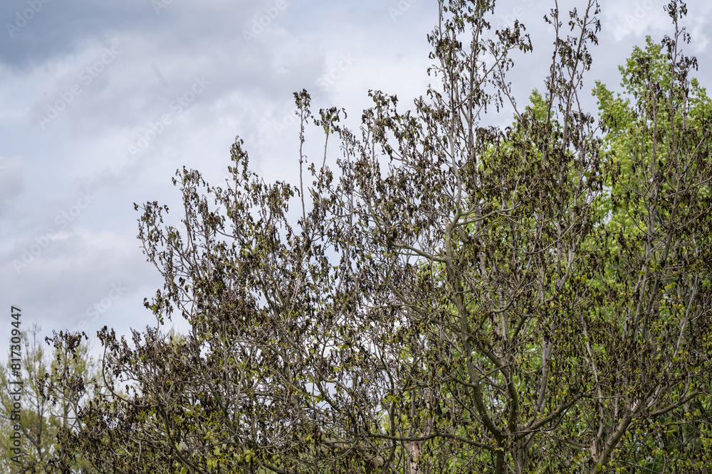 Frost-whipped fresh walnut leaves and new leaves. Frost-whipped fresh walnut leaves and new leaves.