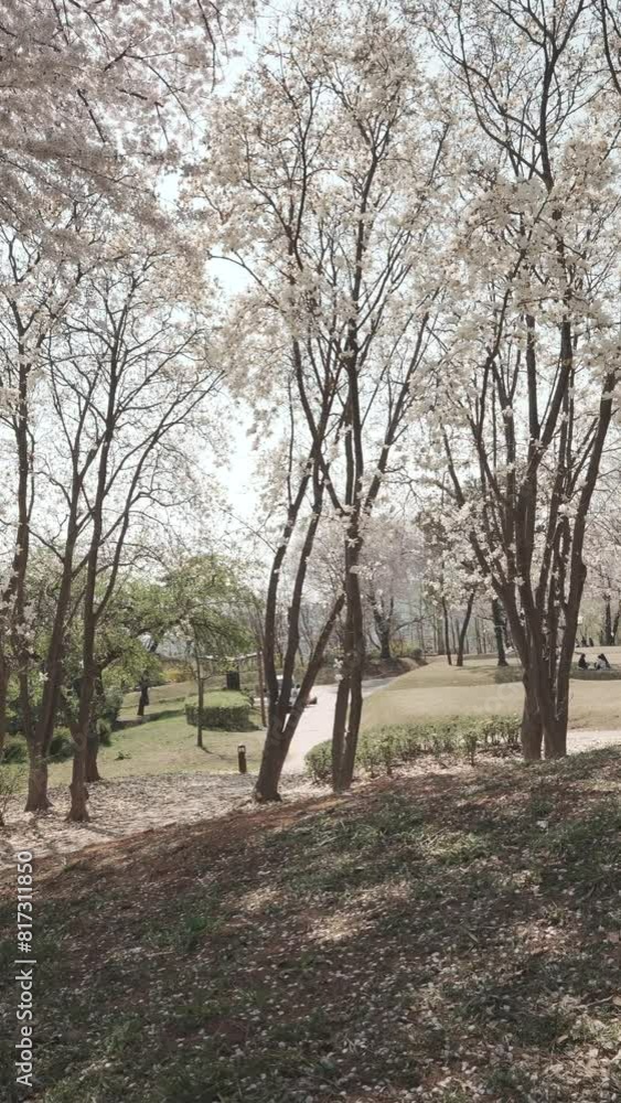 낮 벚꽃 사쿠라 봄 흩날리는 식물 나무 블로섬 시골 나뭇잎 가지 공원 낮 벚꽃 사쿠라 봄 흩날리는 식물 나무 블로섬 시골 나뭇잎 가지 공원