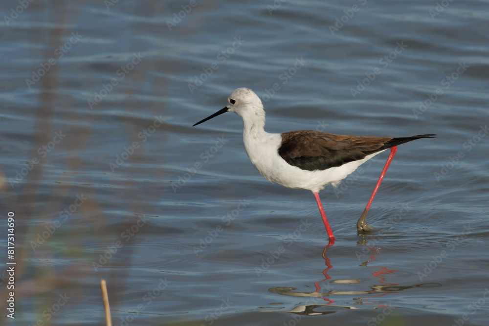 Cigüeñela común, Himantopus himantopus, con una pata llena de lodo en el parque natural el Hondo, España Cigüeñela común, Himantopus himantopus, con una pata llena de lodo en el parque natural el Hondo, España