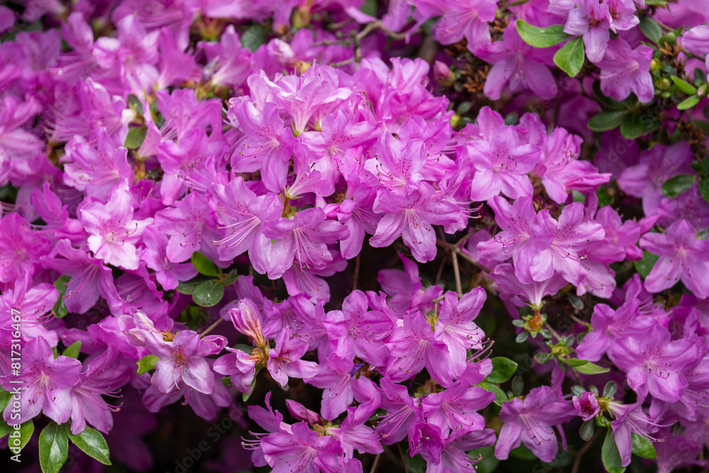 Light purple azalea flowers outside in the garden. Light purple azalea flowers outside in the garden.