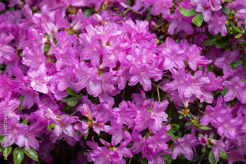 Light purple azalea flowers outside in the garden. © lapis2380
