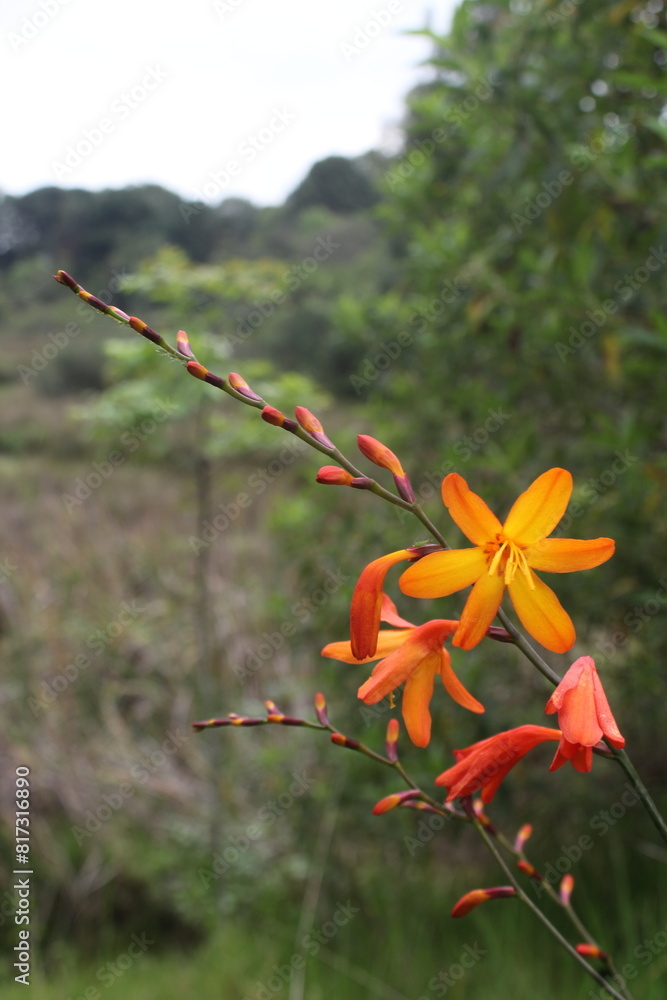 Obraz premium Flowers 