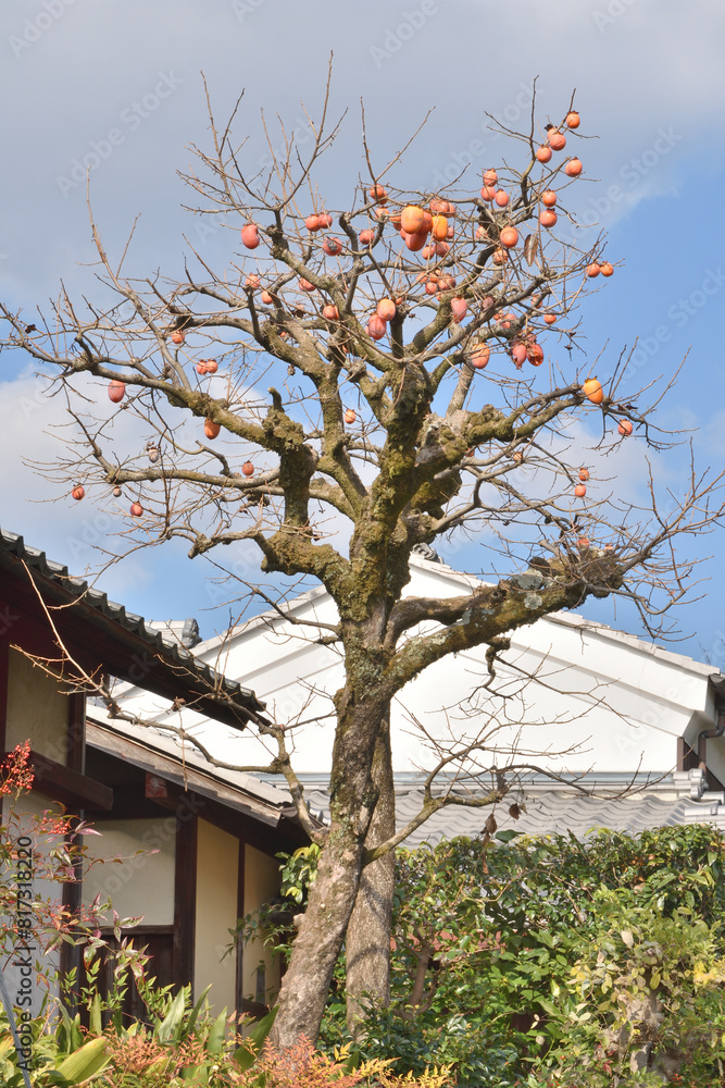 Fototapeta premium 柿が実った柿木