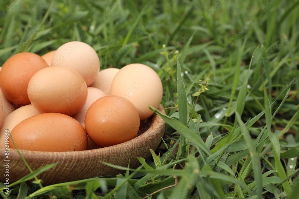 Fresh chicken eggs on green grass outdoors, closeup. Space for text Fresh chicken eggs on green grass outdoors, closeup. Space for text