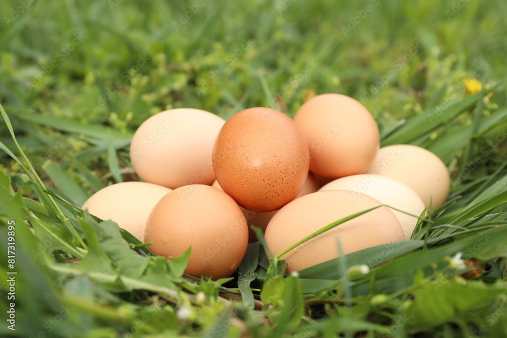 Fresh chicken eggs on green grass outdoors, closeup Fresh chicken eggs on green grass outdoors, closeup