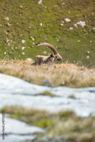 Ibex adult in the French alps, the national park of the Vanoise photo