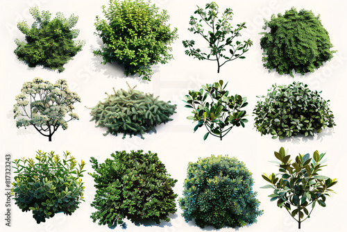 Assorted green bushes and shrubs with various textures and shapes displayed on a white background