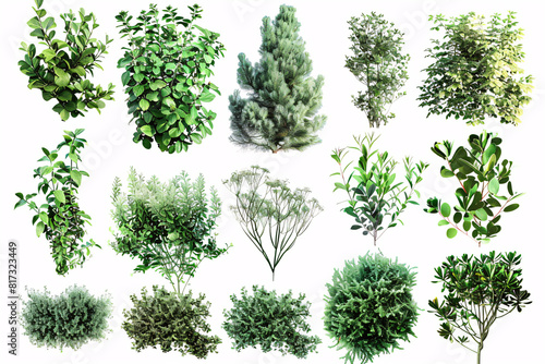 Collection of various green bushes and shrubs with different shapes and textures arranged on a white background