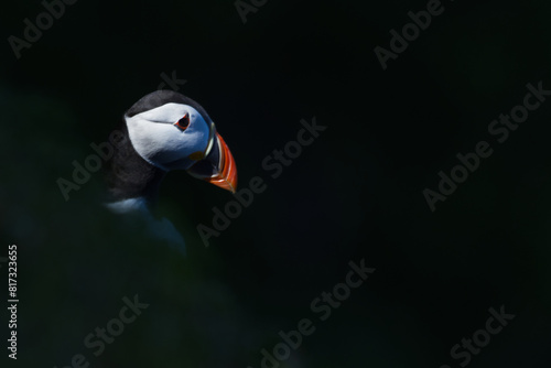 North Sea Puffin photo