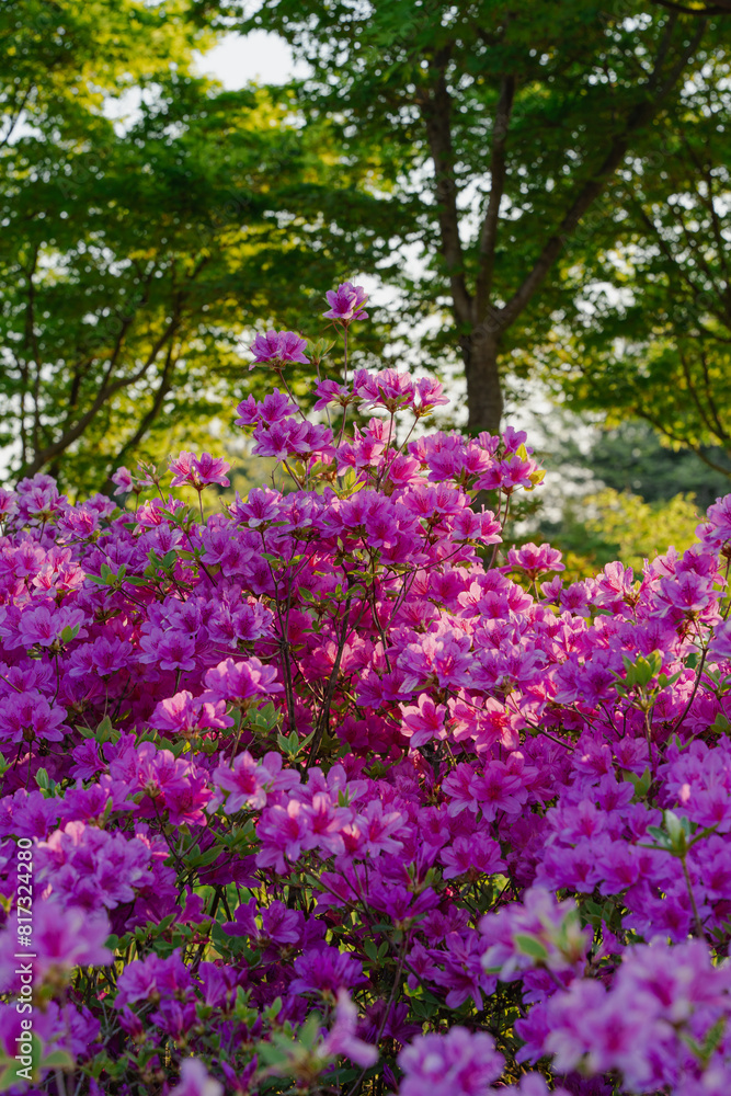 Vibrant Pink Azalea Flowers Blooming in Sunlit Garden Vibrant Pink Azalea Flowers Blooming in Sunlit Garden