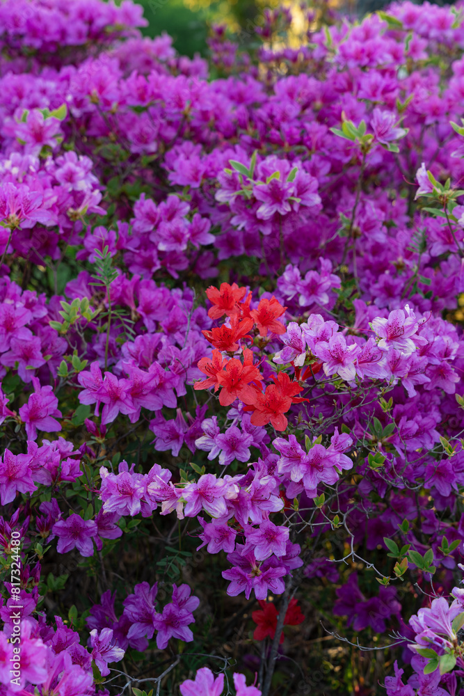 Vibrant Pink Azalea Flowers Blooming in Sunlit Garden Vibrant Pink Azalea Flowers Blooming in Sunlit Garden