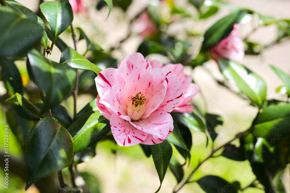 Beautiful camellia flower on tree. The Expo 70 Commemorative Park, Osaka, Japan Beautiful camellia flower on tree. The Expo 70 Commemorative Park, Osaka, Japan