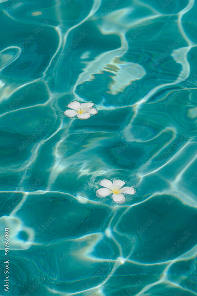 Floating Frangipani Flowers in Clear Pool Water Floating Frangipani Flowers in Clear Pool Water