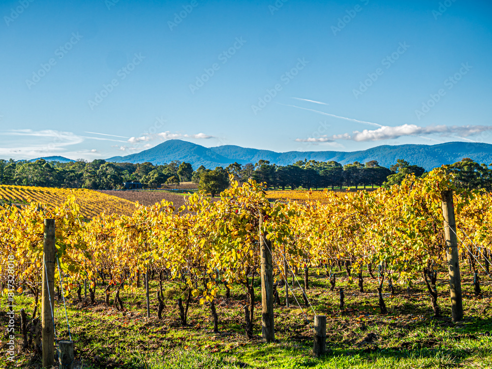 Fototapeta premium Rows Of Autumn Vines Before Hills