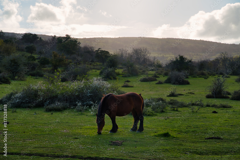 Obraz premium Basque Mountain Horse is a breed of horse from the Basque Country of Spain and France. Pottoka autochthonous breeds in danger of extinction