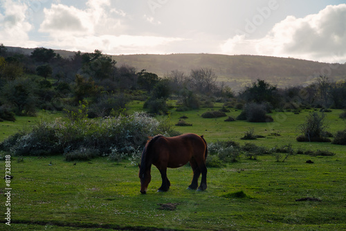 Basque Mountain Horse is a breed of horse from the Basque Country of Spain and France. Pottoka autochthonous breeds in danger of extinction photo