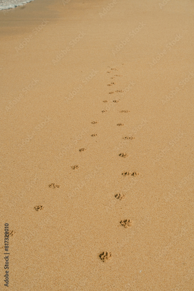 Animal Footprints on Sandy Beach Animal Footprints on Sandy Beach