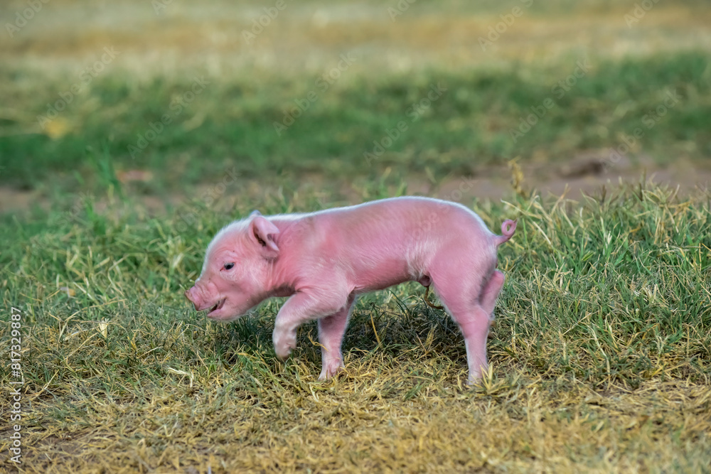 Piglet newborn baby, in farm landscape. Piglet newborn baby, in farm landscape.
