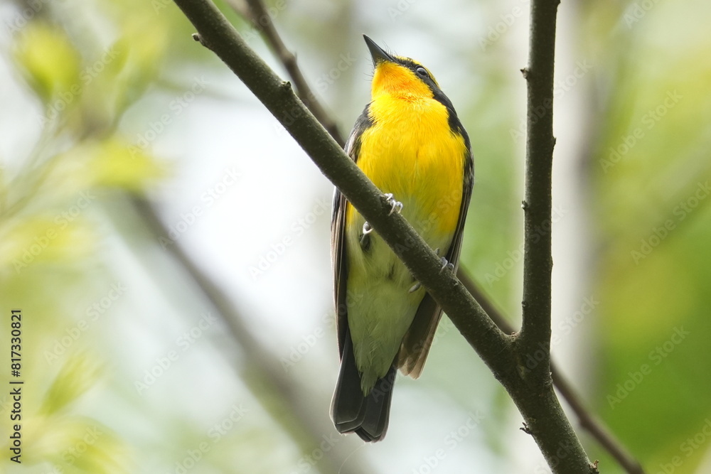 narcissus flycatcher in a forest narcissus flycatcher in a forest