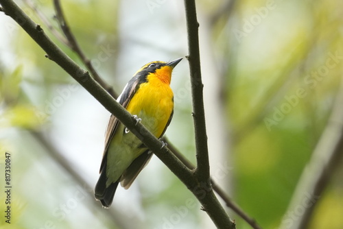 narcissus flycatcher in a forest