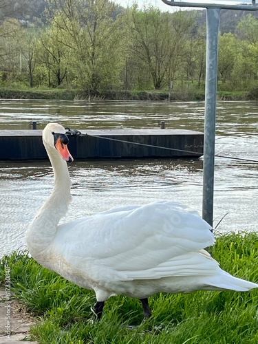 swan on the river