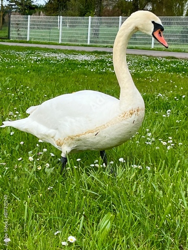 Swan near the river