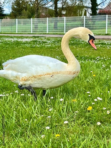 Swan near the river