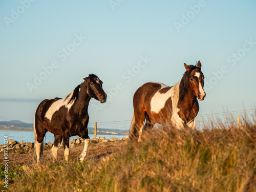 Two brown and white horses in a field, ocean and blue sky background. Popular hobby and sport. Rural country side area.