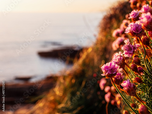 Small pink wild flowers grow on a slope of a hill in focus. Ocean and sunset sky in the background. Mullaghmore head area, Ireland. Warm color. Popular travel area with stunning Irish nature scenery.
