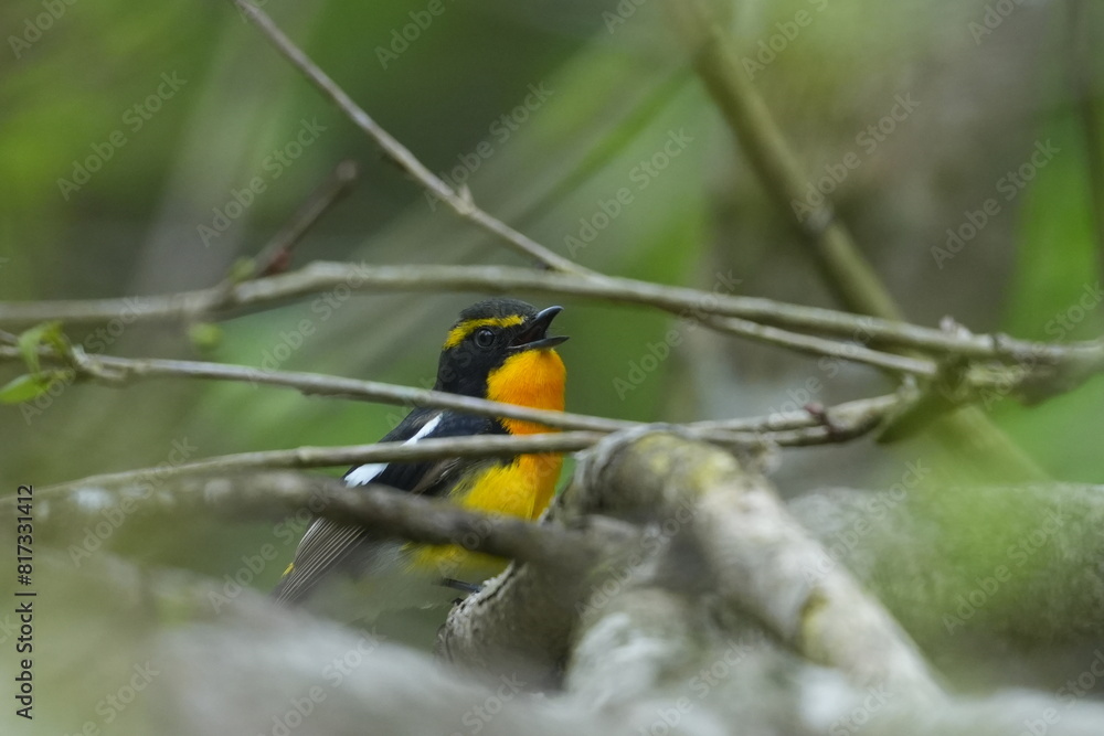 narcissus flycatcher in a forest narcissus flycatcher in a forest
