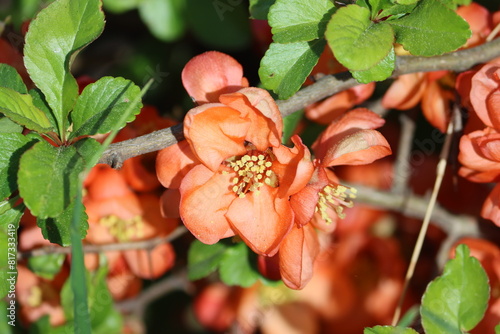 Sweden. Chaenomeles japonica, called the Japanese quince or Maule's quince, is a species of flowering quince that is native to Japan.  