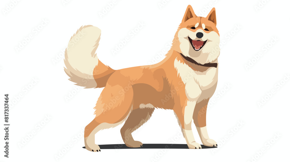 Trained Akita Inu giving its paw by command. Obedie