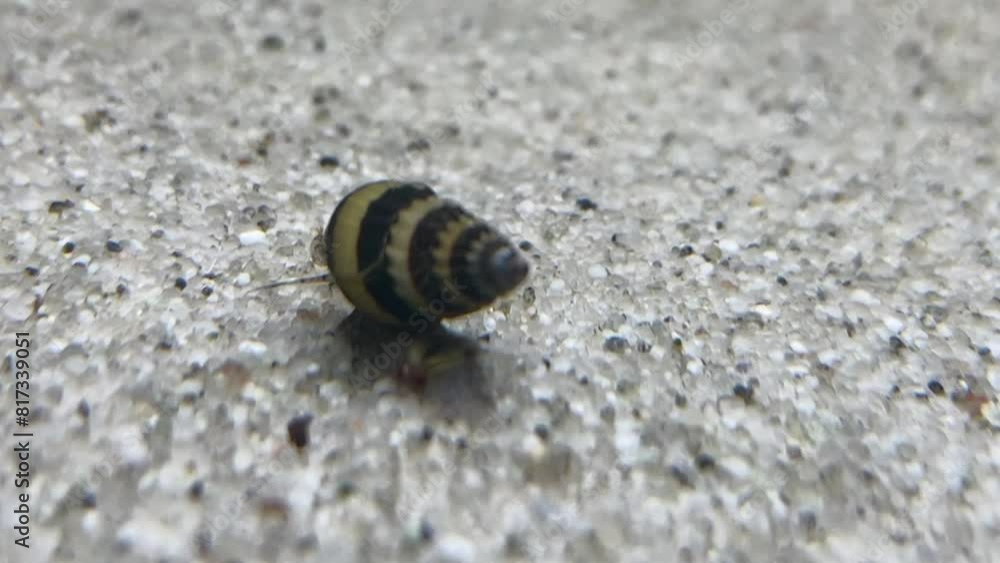 Anentome helena, auch bekannt als Clea helena oder Anentome sp., eine Raubschnecke im Aquarium. Anentome helena, auch bekannt als Clea helena oder Anentome sp., eine Raubschnecke im Aquarium.