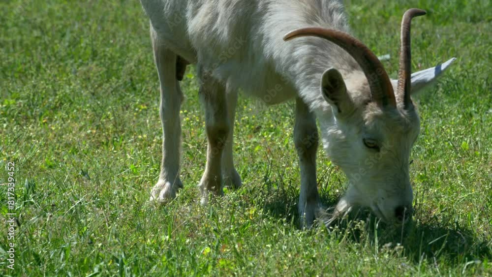 Goats grazing in a pasture during a sunny day on one of the ecological farms near a large city
Goats grazing in a pasture during a sunny day on one of the ecological farms near a large city