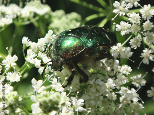 The green rose chafer (Cetonia aurata) in an umbel of white flowers
