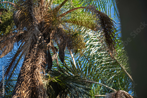 Brazilian palm leaves Mauritia flexuosa