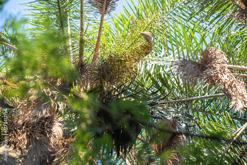 Brazilian palm leaves Mauritia flexuosa photo