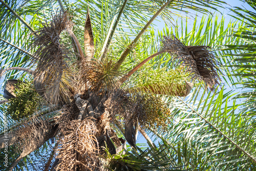 Brazilian palm leaves Mauritia flexuosa