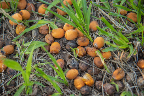 BUTITI PALM FRUITS SPREAD ON THE GROUND
