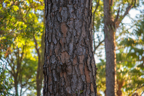 TRUNKS AND TEXTURE OF PINNUS ELLIOT