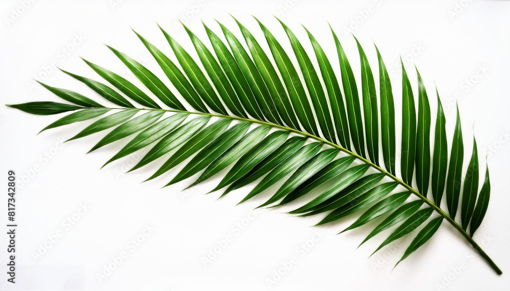 Tropical green palm leaf isolated over white background, generative ai