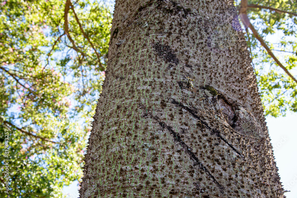 Fototapeta premium Ceiba speciosa tree